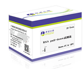 RNA pull-down試劑盒