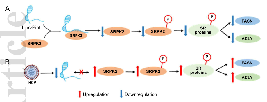 HCV感染通過抑制lncRNA Linc-Pint來促進(jìn)脂肪生成.png