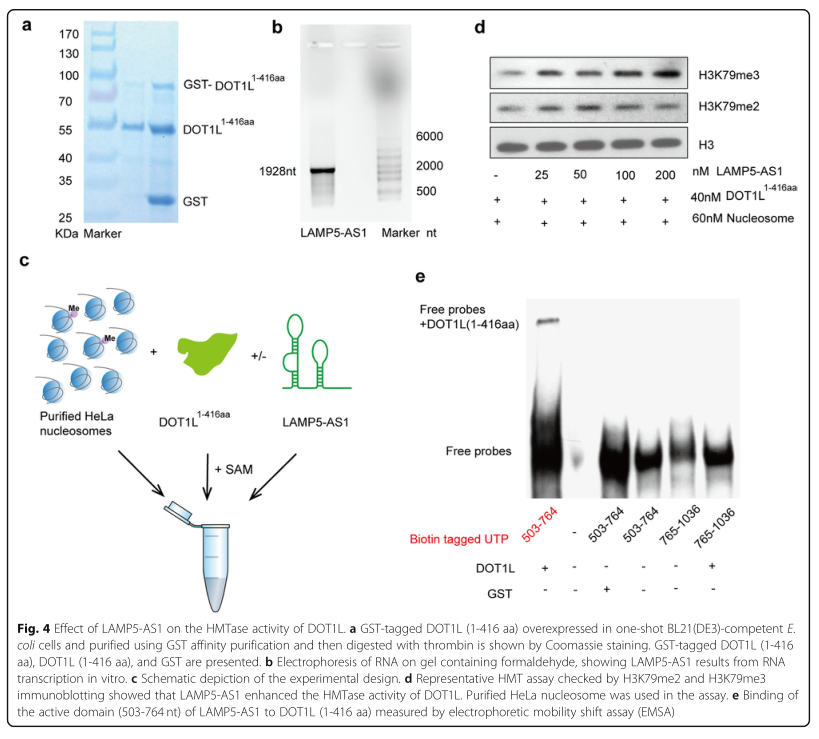 RNA pull down MS結合蛋白鑒定-客戶文獻-輝駿生物.png