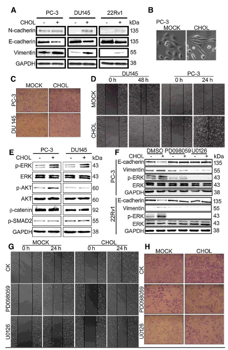 Co-IP-MS/MS、生物信息學(xué)分析-客戶文獻(xiàn)-輝駿生物.png