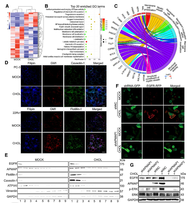 Co-IP-MS/MS、生物信息學(xué)分析-客戶文獻(xiàn)-輝駿生物.png