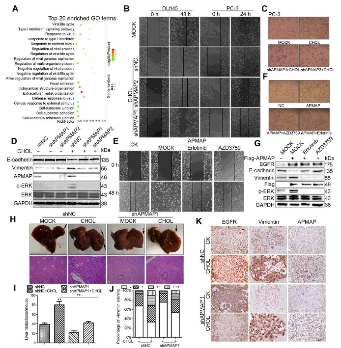 Co-IP-MS/MS、生物信息學(xué)分析-客戶文獻(xiàn)-輝駿生物.png