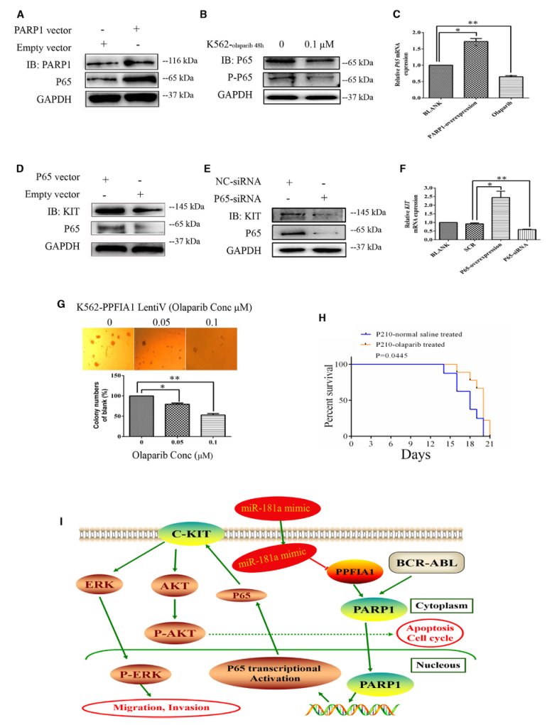 SILAC實(shí)驗(yàn)、Co-IP技術(shù)服務(wù)-客戶文獻(xiàn)-輝駿生物.png