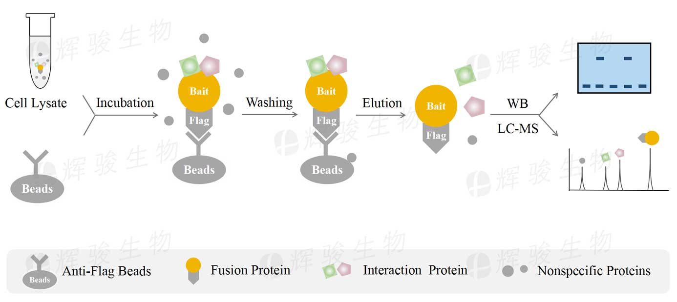 質(zhì)譜鑒定_coip免疫共沉淀_Co-IP MS技術(shù)實(shí)驗(yàn)服務(wù)公司