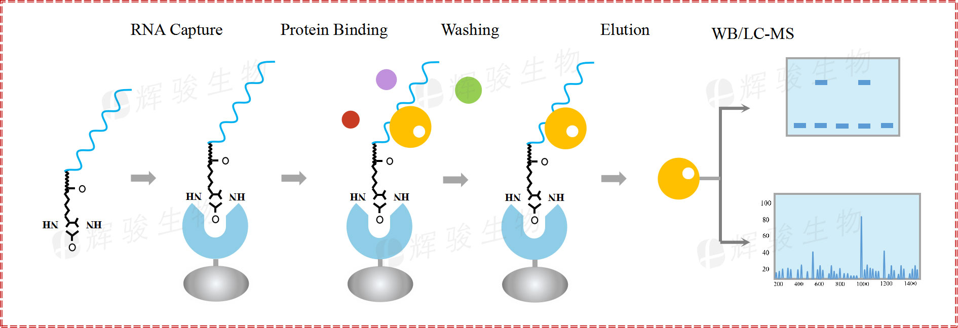 RNA pull down，rna pull-down實(shí)驗(yàn)原理和步驟