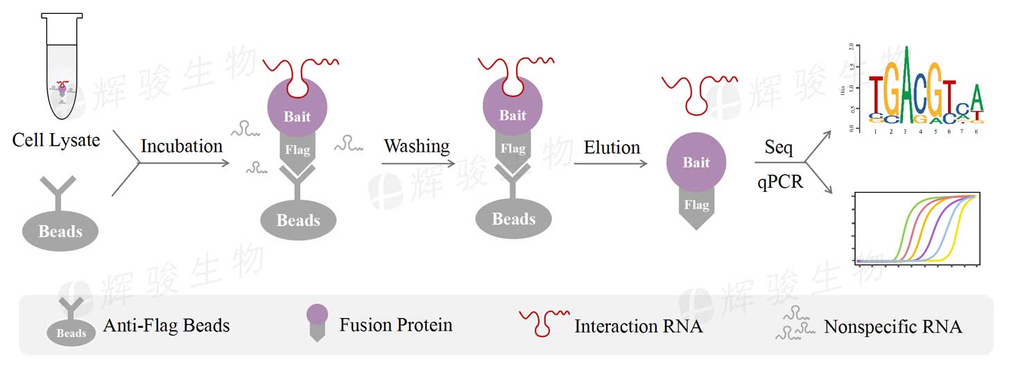 RIP-qPCR，rip技術(shù)實(shí)驗，rip實(shí)驗外包.jpg