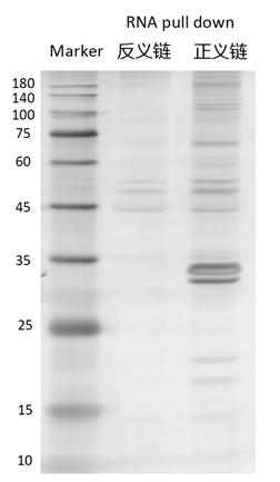 RNA pull down實(shí)驗(yàn)結(jié)果條帶怎么看