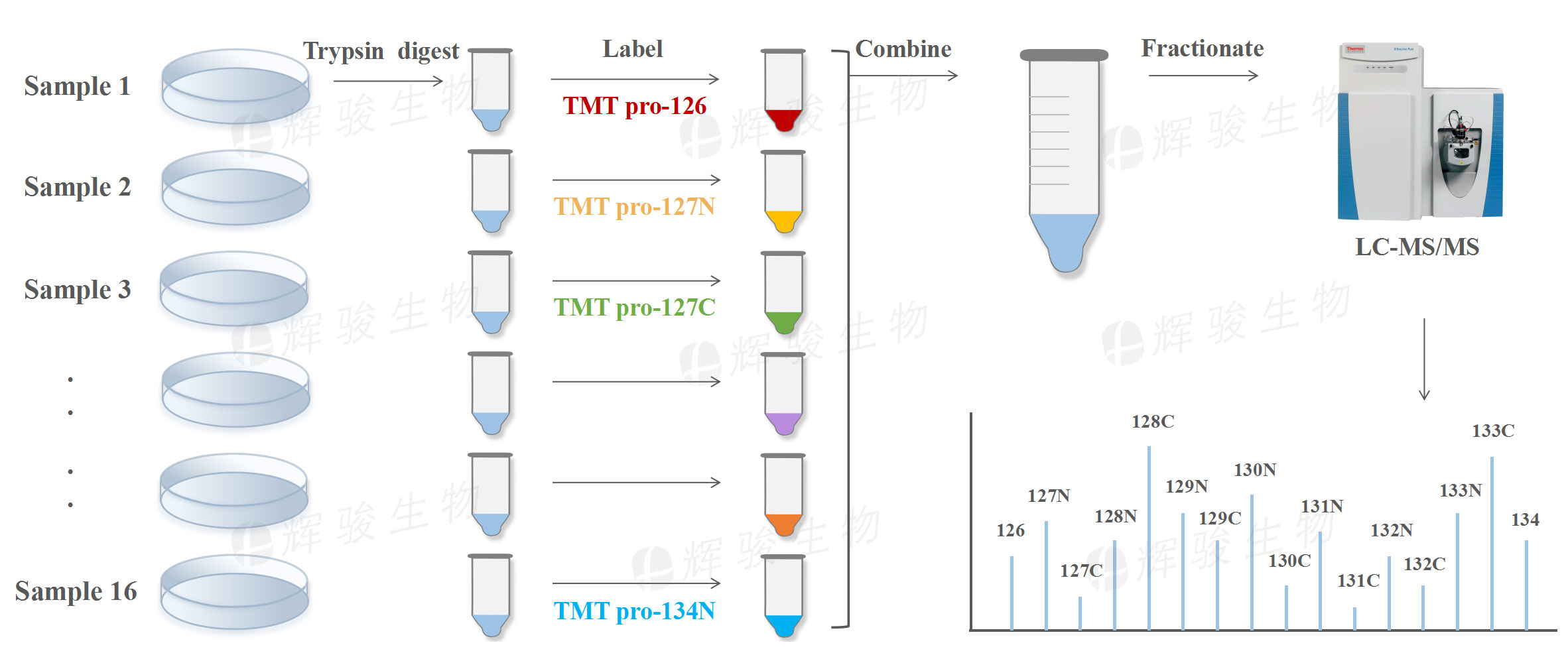 TMT標記定量蛋白質(zhì)組學，TMT標記定量，TMT，TMT定量蛋白質(zhì)組學