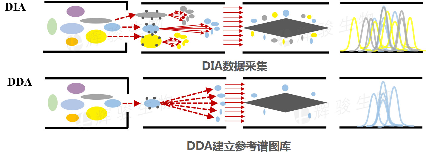 DIA技術(shù)服務(wù)，DIA全息掃描定量實(shí)驗(yàn)檢測(cè)，DIA蛋白質(zhì)組學(xué).jpg