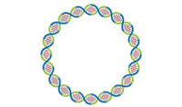 人工環(huán)狀 RNA 可繞過細(xì)胞抗病毒反應(yīng)