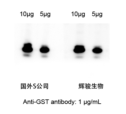 GST標(biāo)簽抗體對(duì)比圖-輝駿生物.jpg