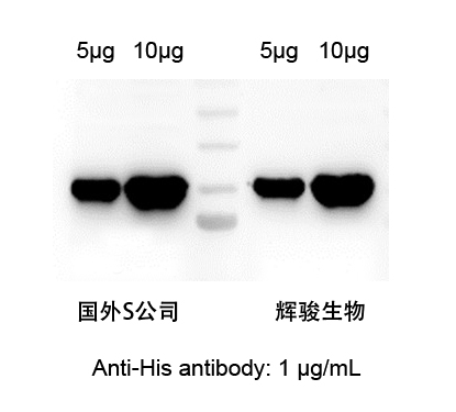 HIS標(biāo)簽抗體對比圖-輝駿生物.jpg