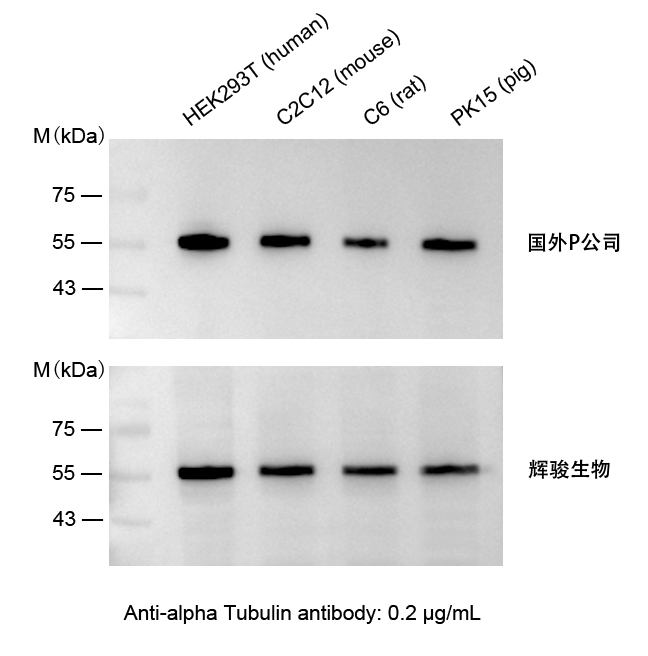 小鼠抗α-Tubulin單克隆抗體-Tublin抗體價(jià)格低,快速制備-輝駿生物