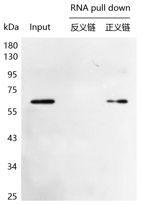 輝駿生物生物素RNA pull-down試劑盒使用案例