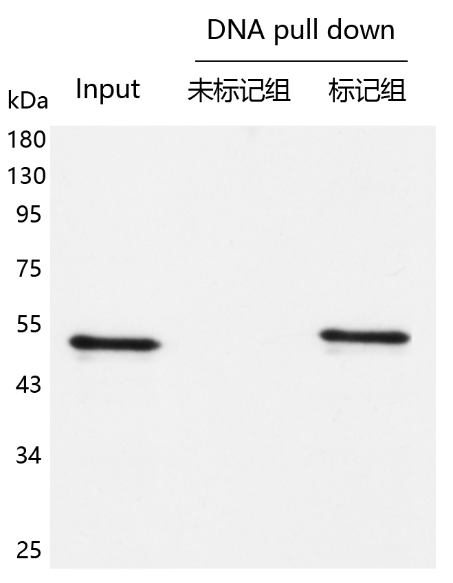 輝駿生物DNA pull down檢測(cè)試劑盒使用案例