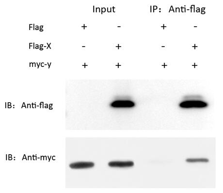 輝駿生物Flag免疫共沉淀試劑盒使用案例