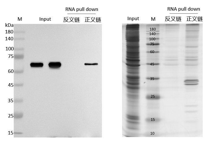 RNA pull down檢測(cè)圖.jpg