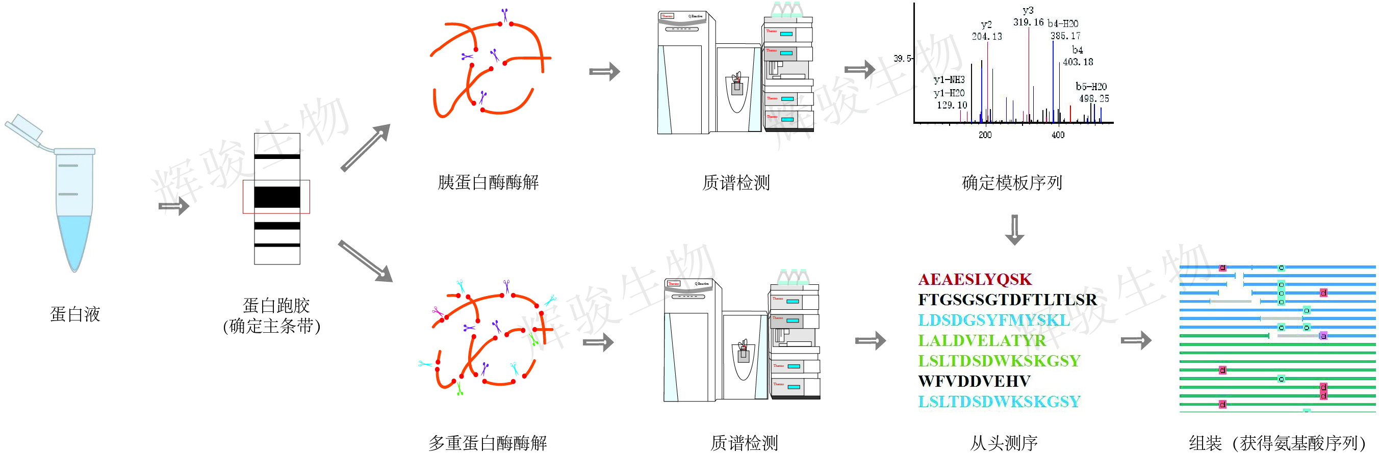 蛋白從頭測(cè)序,蛋白測(cè)序,蛋白測(cè)序價(jià)格