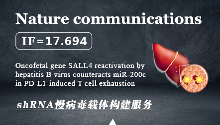 Sun C. et al: Oncofetal gene SALL4 reactivation by hepatitis B virus counteracts miR-200c in PD-L1-induced T cell exhaustion