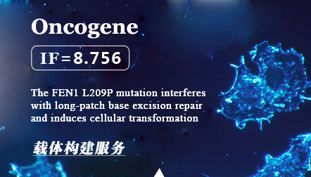 Sun, H. et al: The FEN1 L209P mutation interferes with long-patch base excision repair and induces cellular transformation