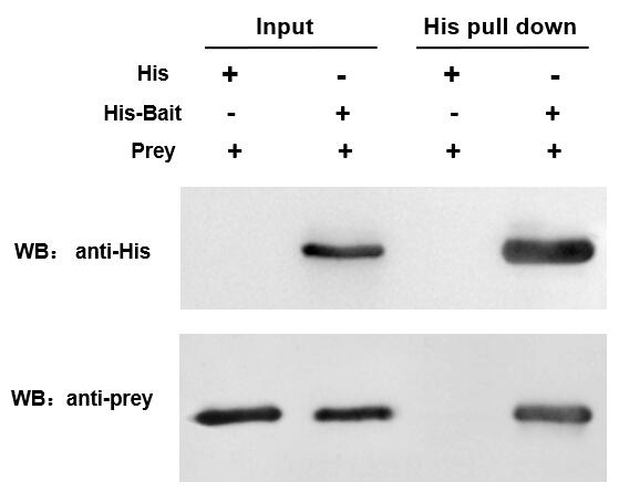 His pull down WB結(jié)果圖-輝駿生物.jpg