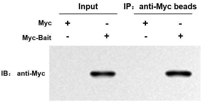 輝駿生物Myc標簽抗體磁珠無抗體輕重鏈污染,親和力強.jpg