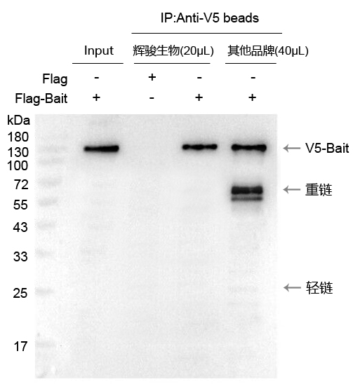 V5標(biāo)簽抗體磁珠使用案例-強親和力,結(jié)合量高