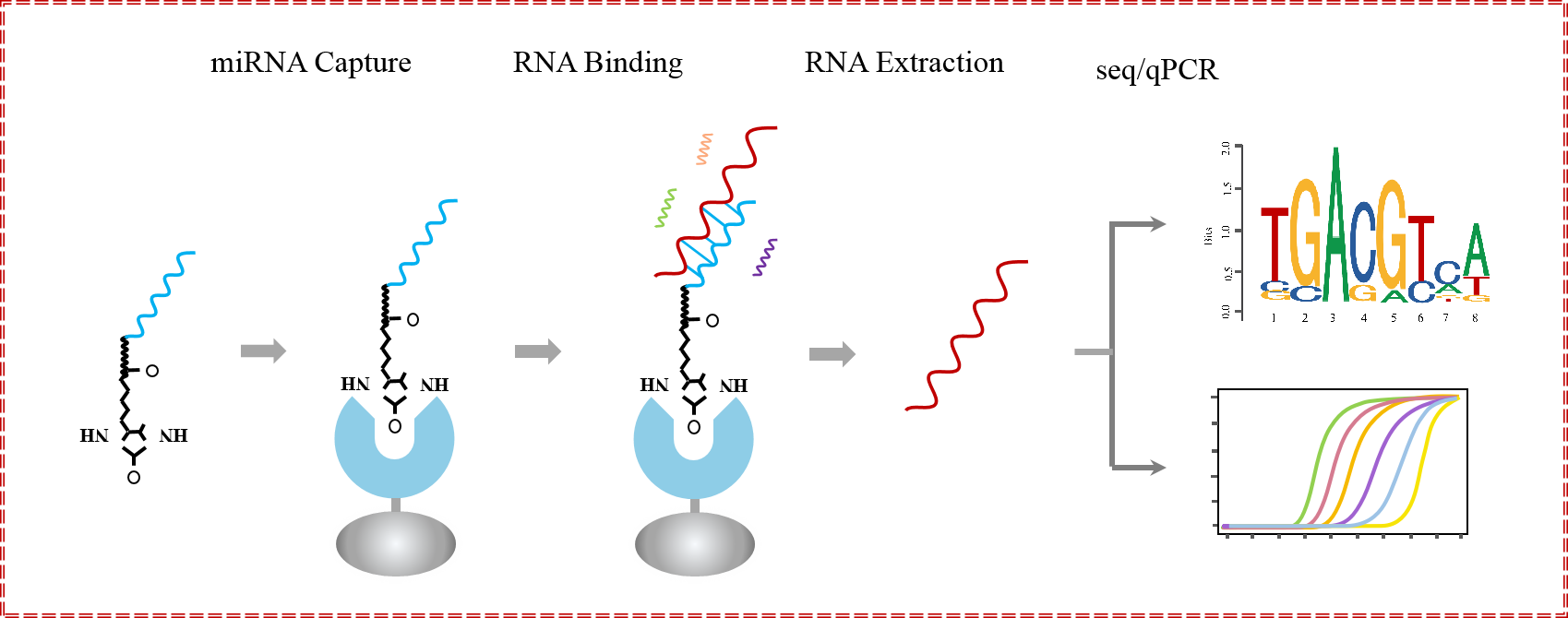 輝駿生物miRNA pull down調(diào)取結(jié)合RNA原理.png